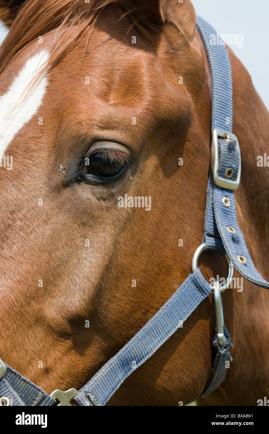 Close-up of horse head Stock Photo