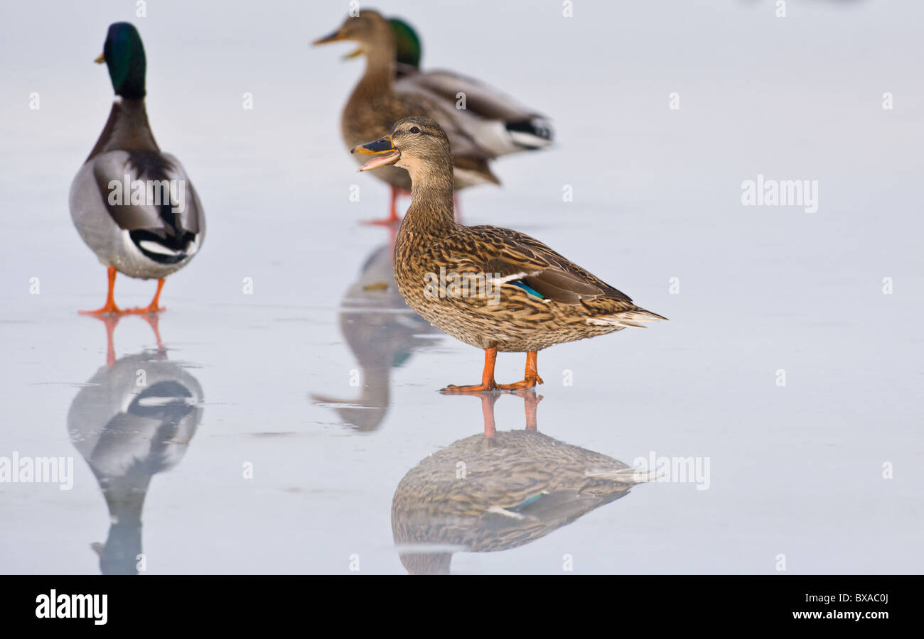 Female adult Mallard duck walking on a frozen lake Stock Photo
