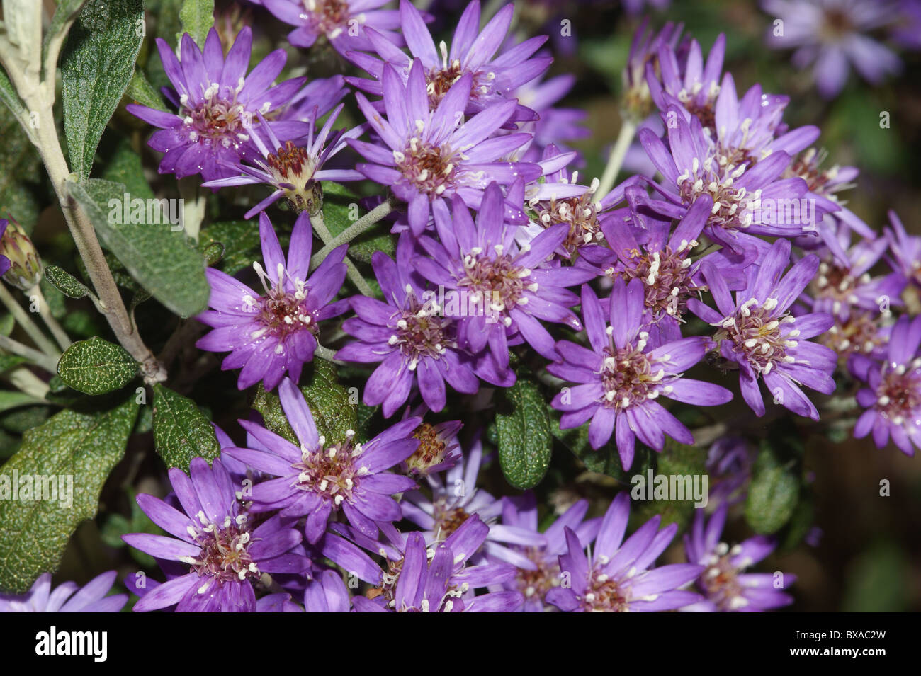 Olearia 'Comber's Blue' Stock Photo