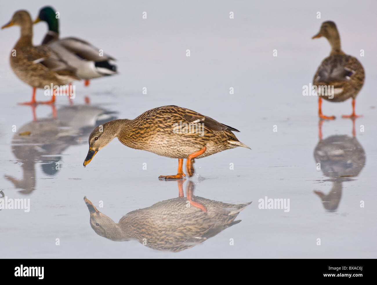 Female adult Mallard duck walking on a frozen lake Stock Photo