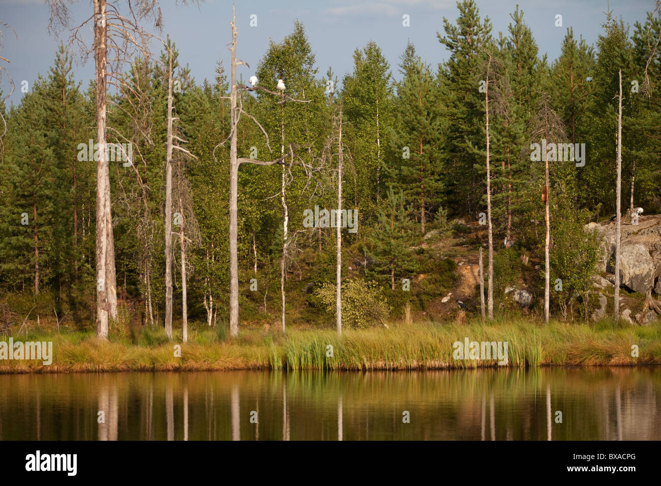 Lake in Varitus, Lentiira, Finland Stock Photo