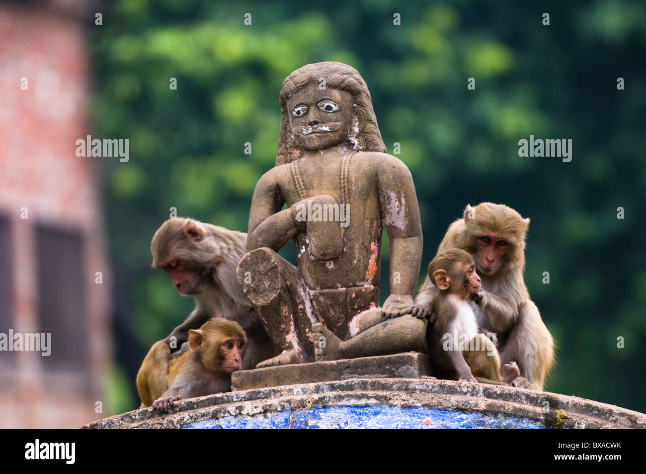 Indian Macaque monkeys grooming each other in Ayodhya - best monkey town in the world. Stock Photo