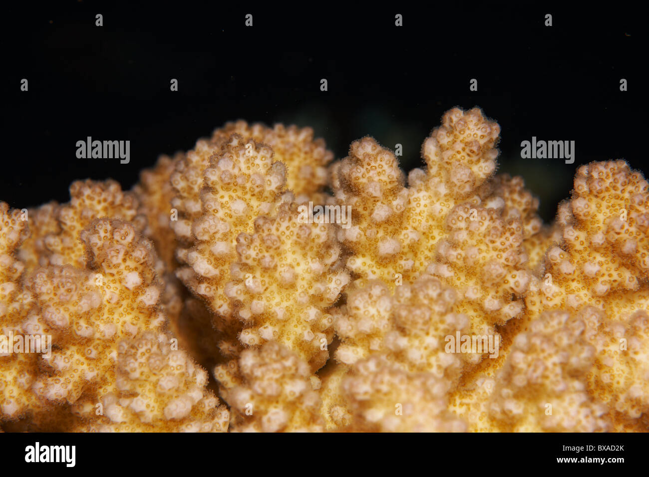Millepora dichotoma - Coral reef in Red Sea Stock Photo - Alamy