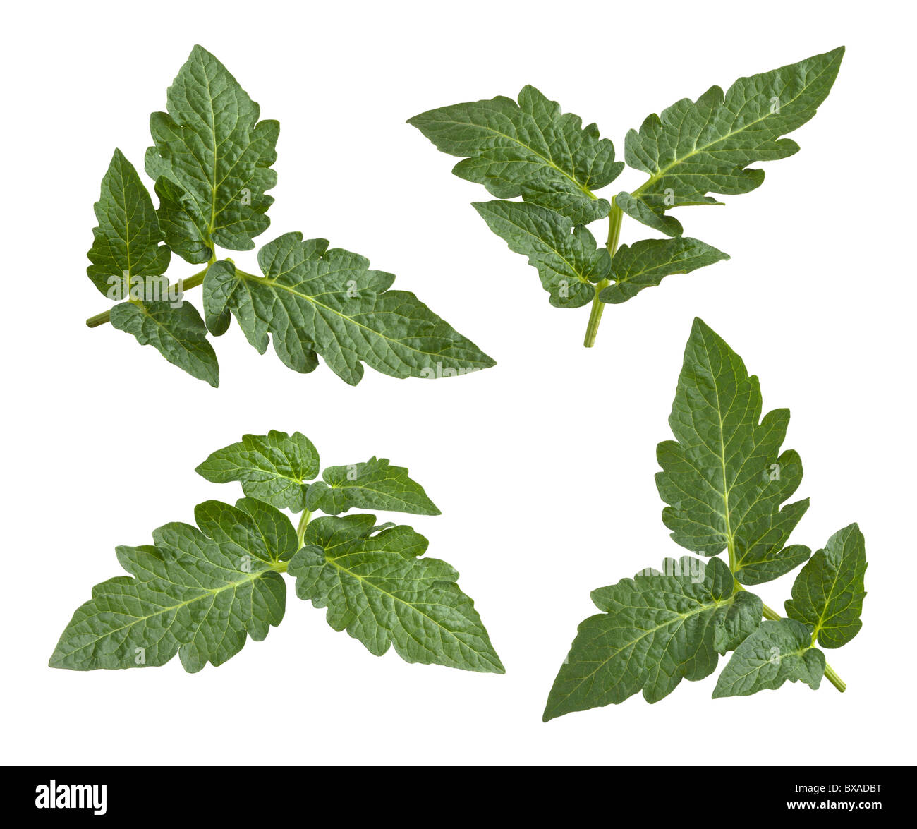 Tomato Leaves isolated on a white background Stock Photo