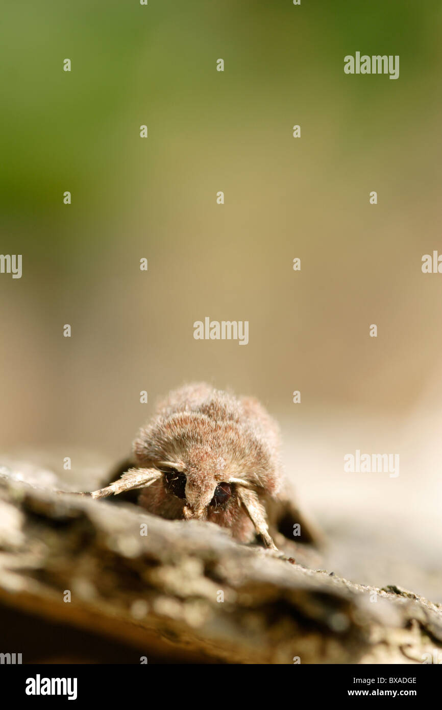 Hebrew Character moth (Orthosia gothica) on bark, England, UK Stock Photo