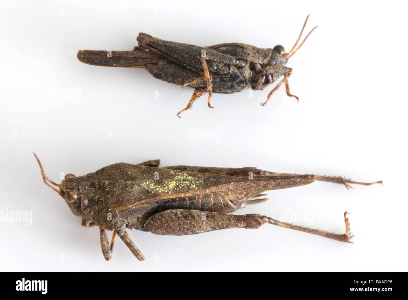 Dead Grasshoppers close up Stock Photo