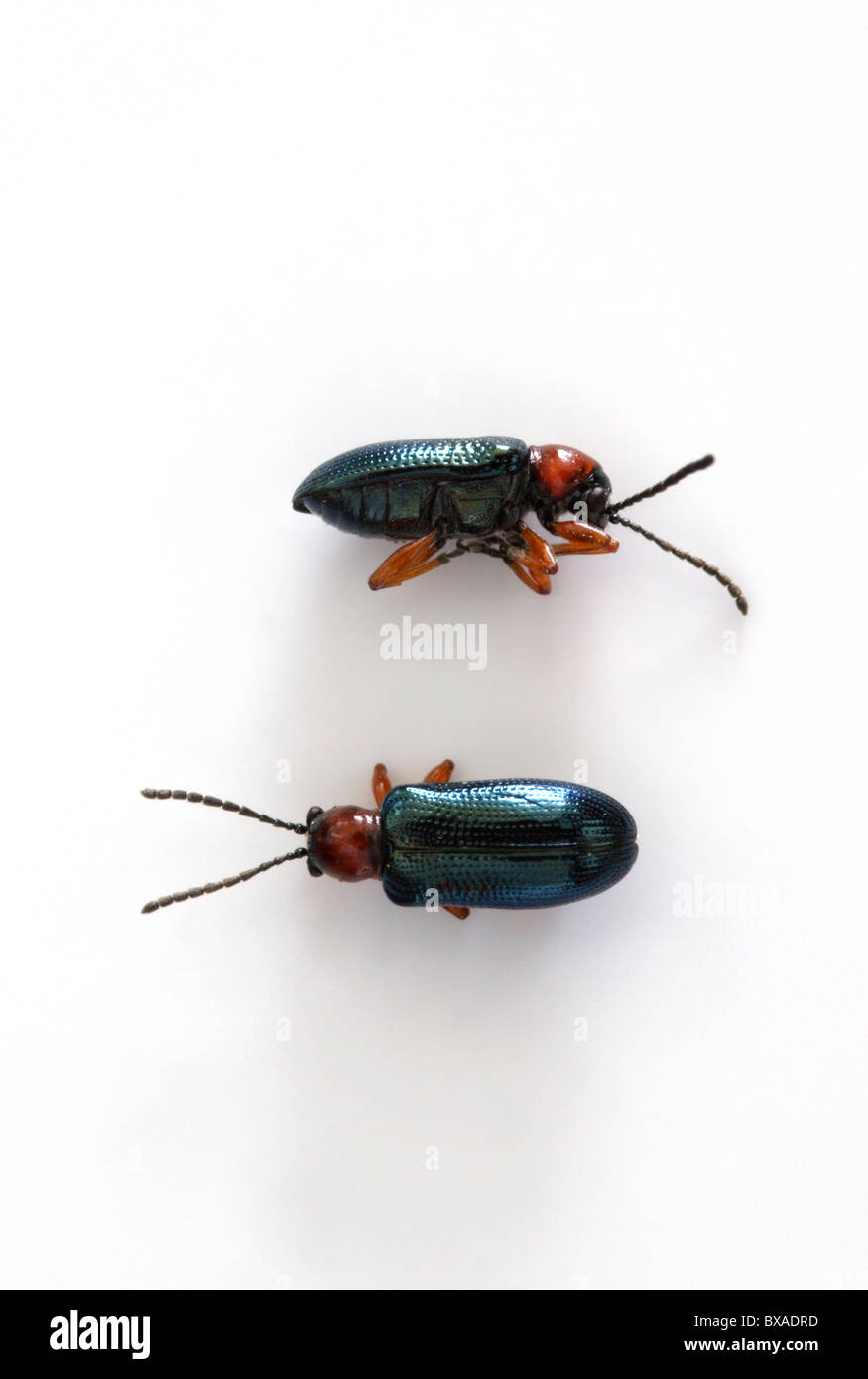 Dead Pollen beetles, England, UK Stock Photo