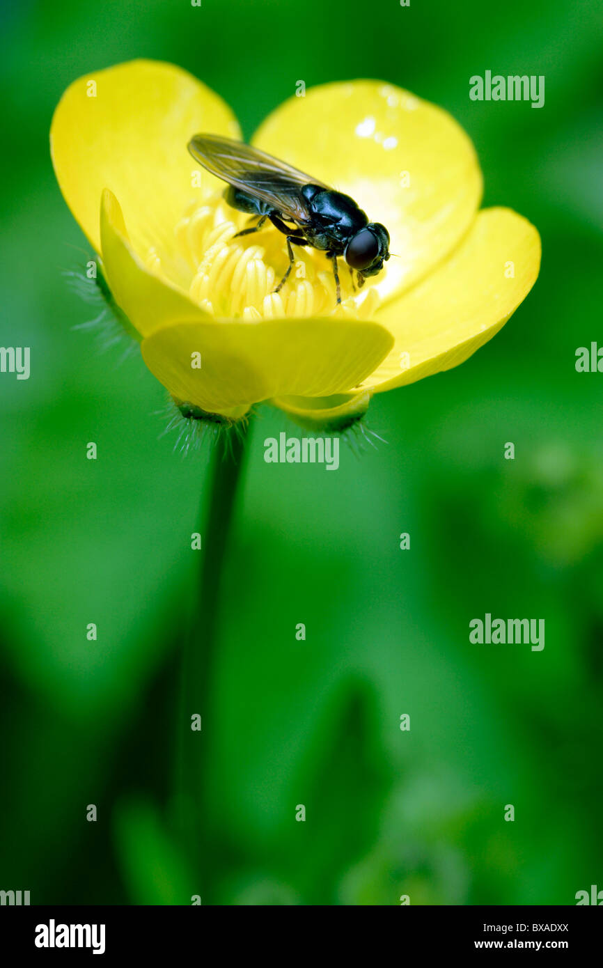 Lesser House fly (Fannia canicularis) on Buttercup (Ranunculus repens ...