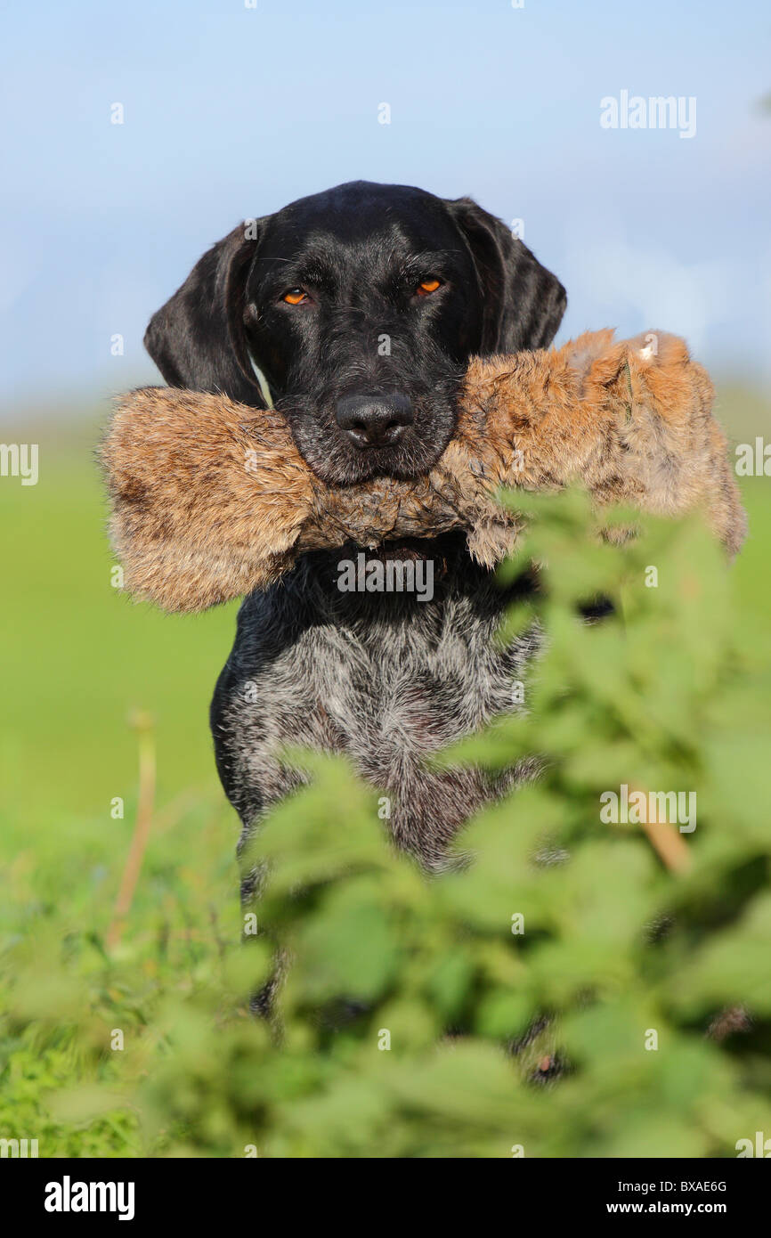 German wirehaired Pointer Portrait Stock Photo - Alamy
