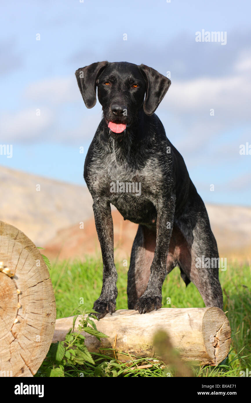 German wirehaired Pointer Stock Photo - Alamy