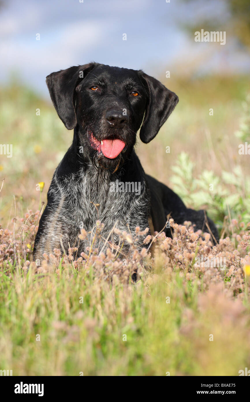 German wirehaired Pointer Stock Photo - Alamy