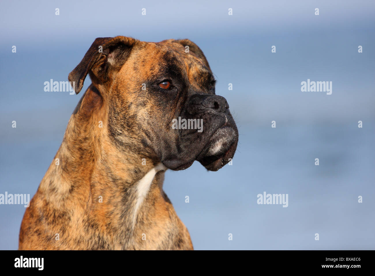 German Boxer Portrait Stock Photo - Alamy