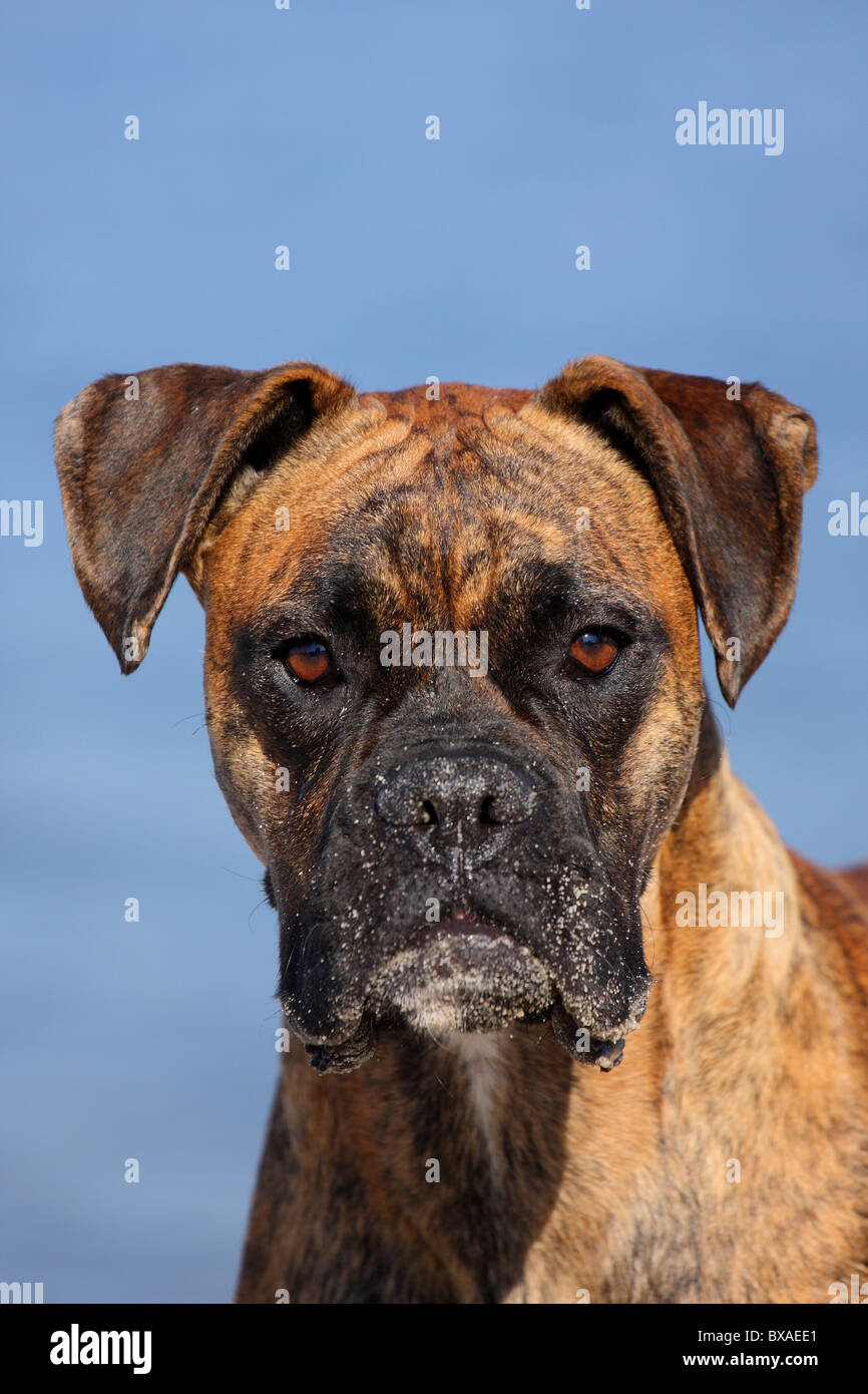 German Boxer Portrait Stock Photo - Alamy