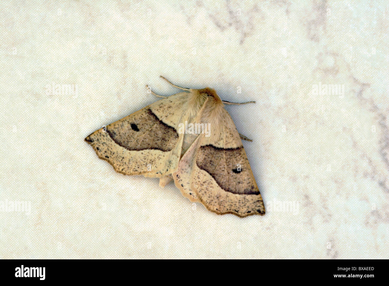 Scalloped Oak Moth (Crocallis elinguaria), England, UK Stock Photo