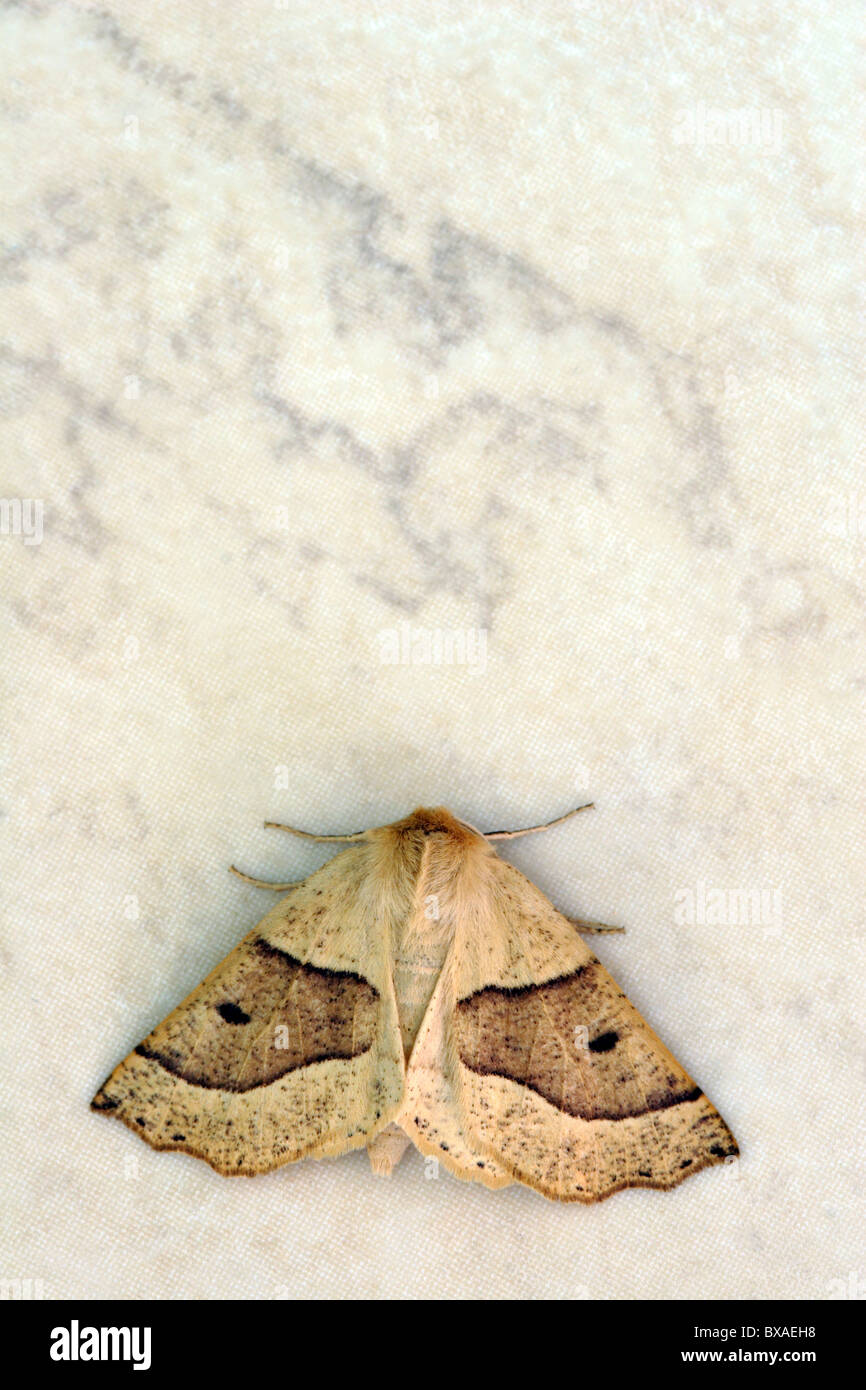 Scalloped Oak Moth (Crocallis elinguaria), England, UK Stock Photo