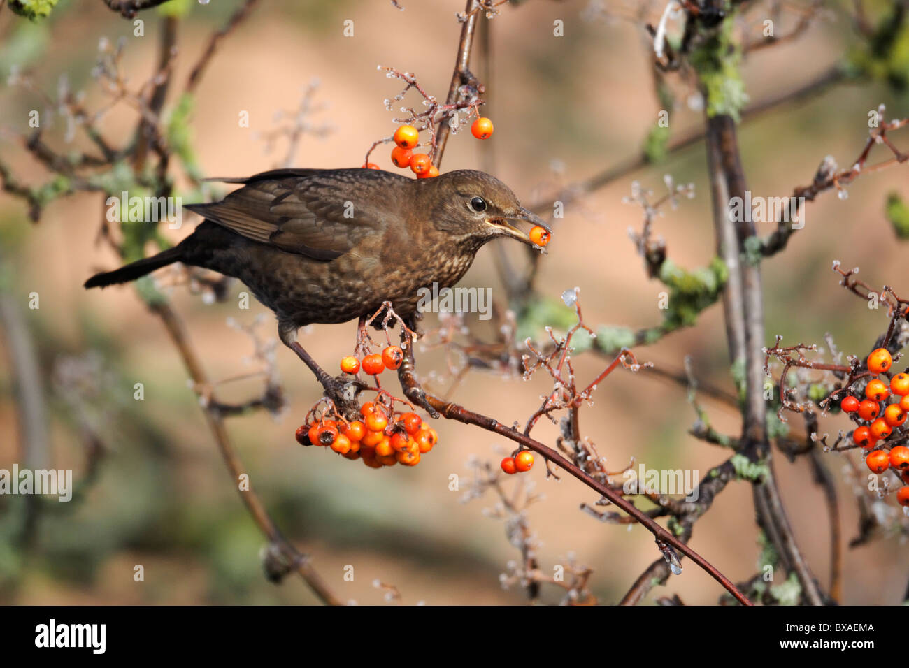 Blackbird, Turdus merula, single female on rowan berries, Midlands, December 2010 Stock Photo