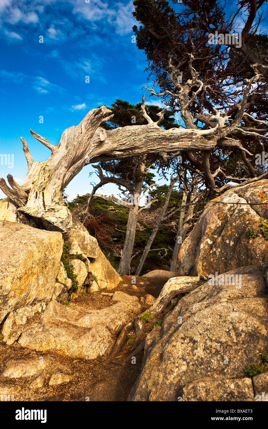 An old cypress distorted by the wind curves over a rocky path Stock Photo