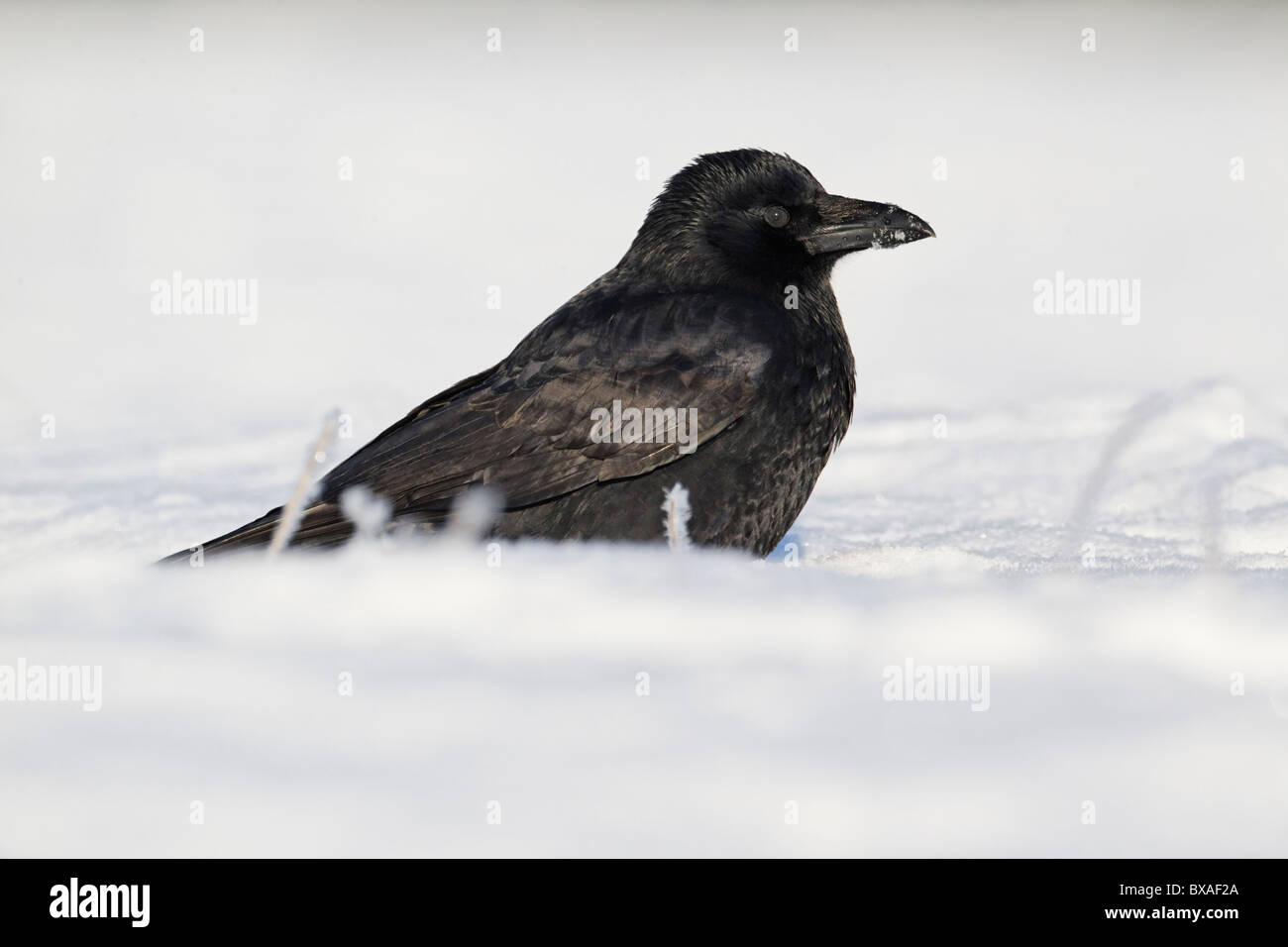 Carrion crow, Corvus corone, single bird on snow, Midlands, December 2010 Stock Photo