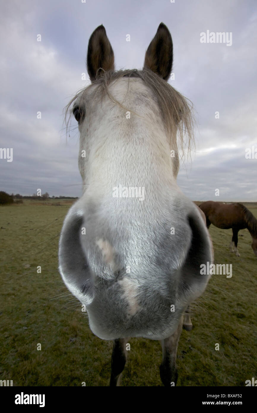 Arabian Horse  (Equus caballus)  -  Extreme close-up - UK Stock Photo