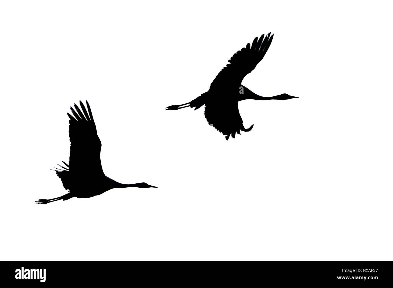 Two Common / Eurasian cranes (Grus grus) flying, isolated against white. Stock Photo