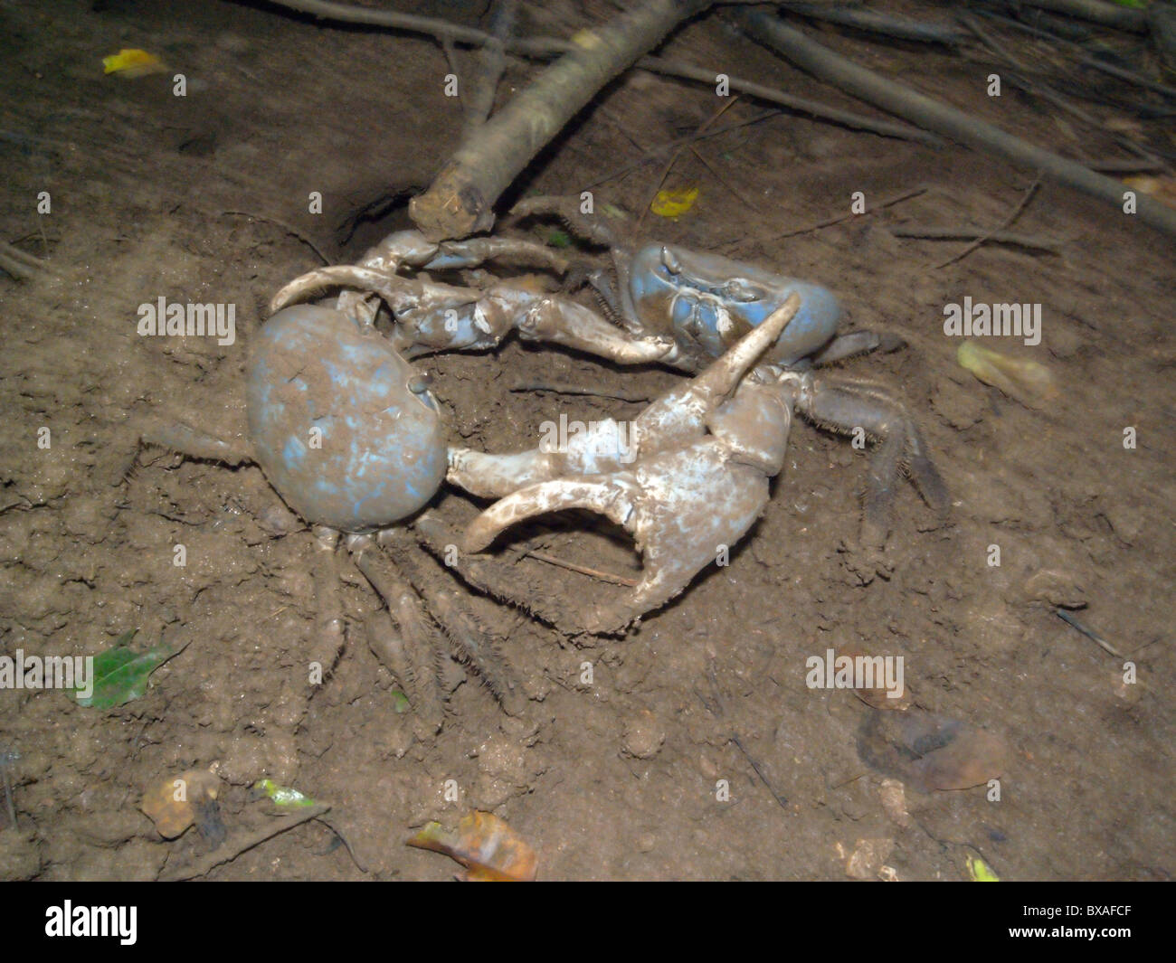 Two mud-covered blue crabs (Cardisoma hirtipes) fighting near burrow entrance, Christmas Island National Park, Indian Ocean Stock Photo