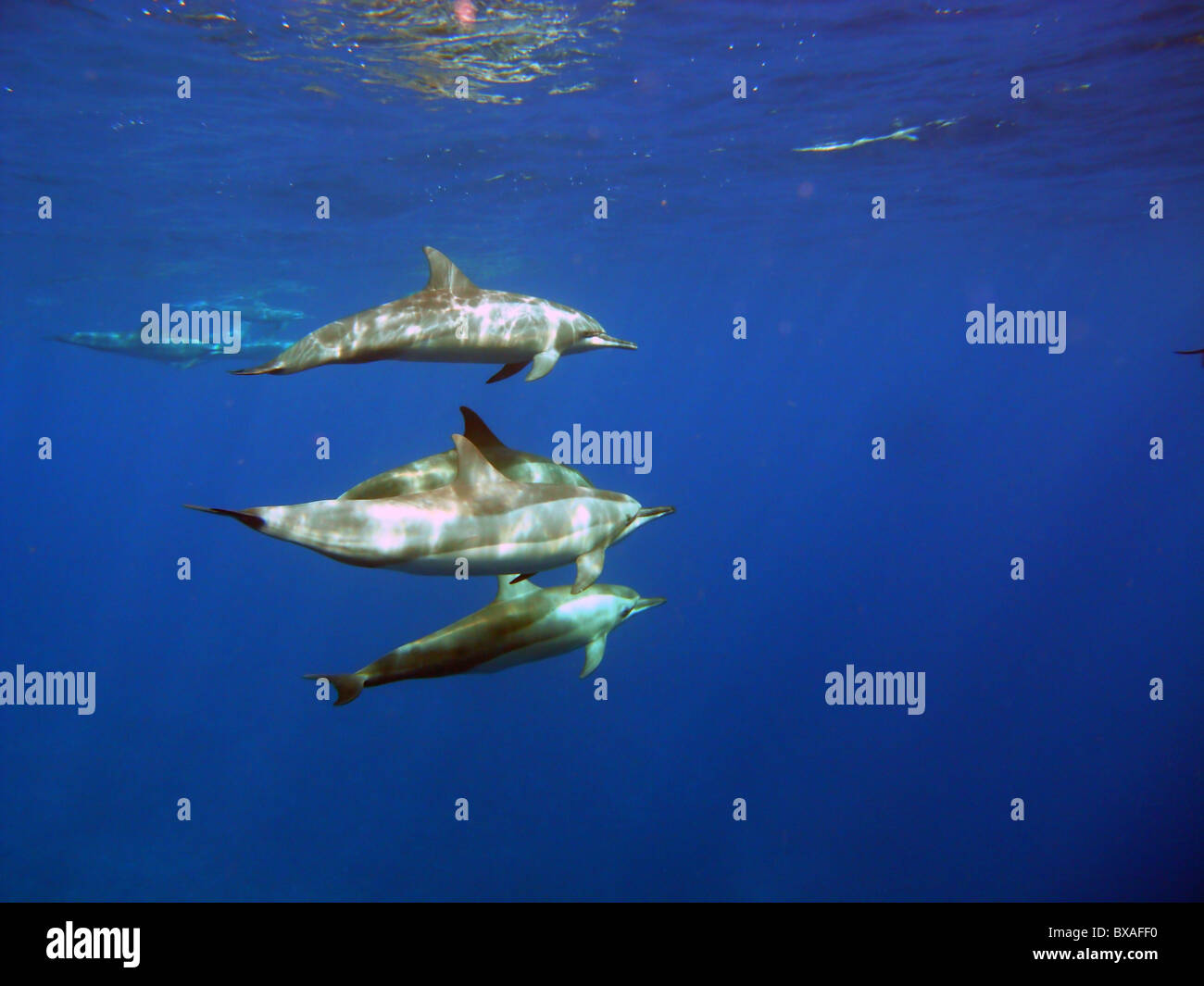 Spinner dolphins (Stenella longirostris) near Christmas Island, Indian Ocean Stock Photo