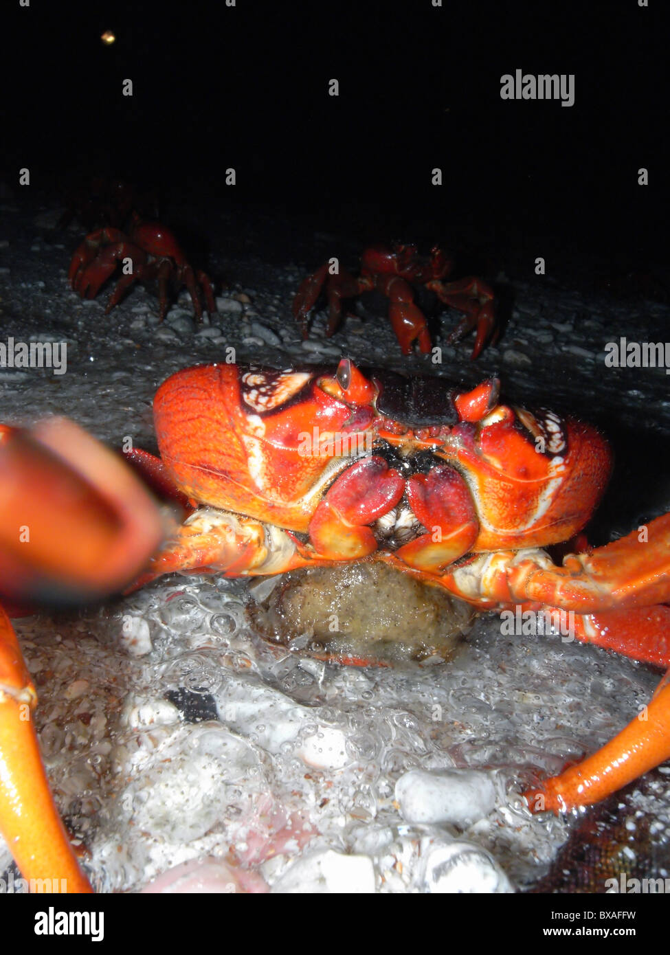 Red crab (Gecarcoidea natalis) spawning at around 4am at ocean's edge, 1 December 2010, Christmas Island, Indian Ocean Stock Photo