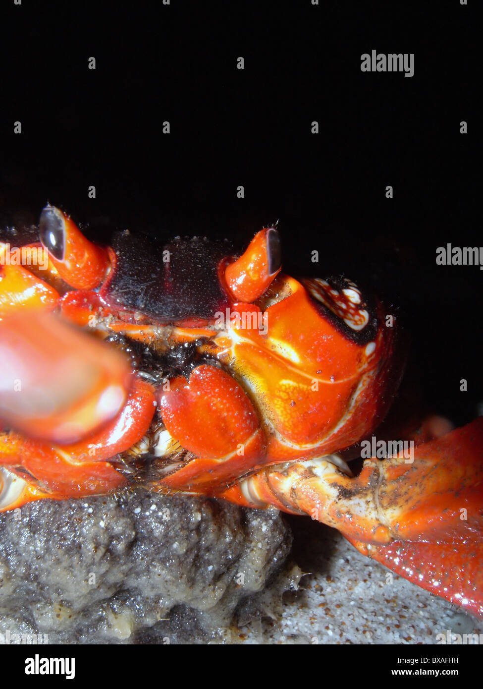 Red crab (Gecarcoidea natalis) spawning at around 4am at ocean's edge, 1 December 2010, Christmas Island, Indian Ocean  Stock Photo
