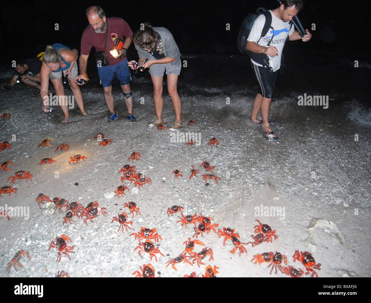 People watching red crabs (Gecarcoidea natalis) spawning at around 4am at ocean's edge, 1 December 2010, Christmas Island Stock Photo