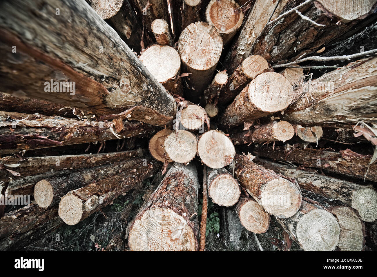 Logs store. Wide angle view. Stock Photo