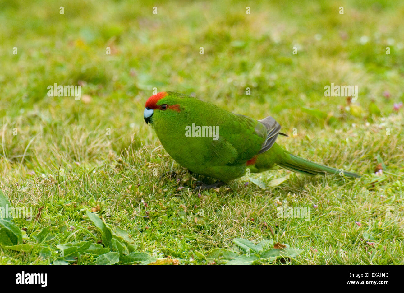 Red-crowned parakeet in the subantarctic Auckland Islands, New Zealand Stock Photo