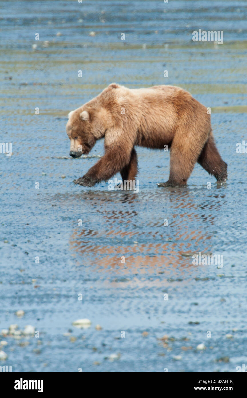 Brown bears feed on clams early in the summer season at the McNeil River State Game Sanctuary and Refuge in Southcentral Alaska. Stock Photo