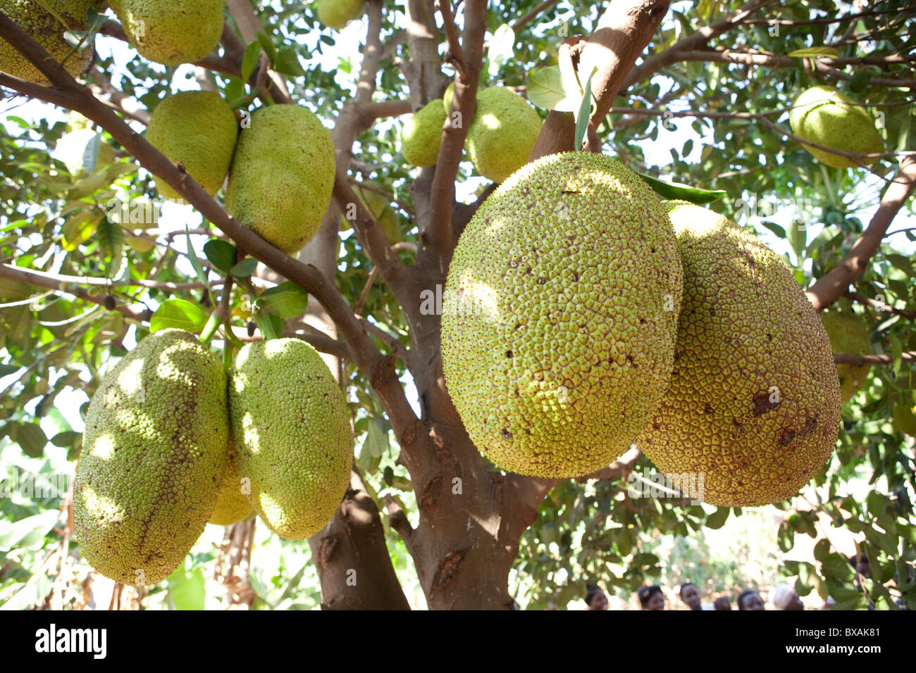 Jackfruit grows in Buwanyanga Village - Sironko, Eastern Uganda, East Africa. Stock Photo