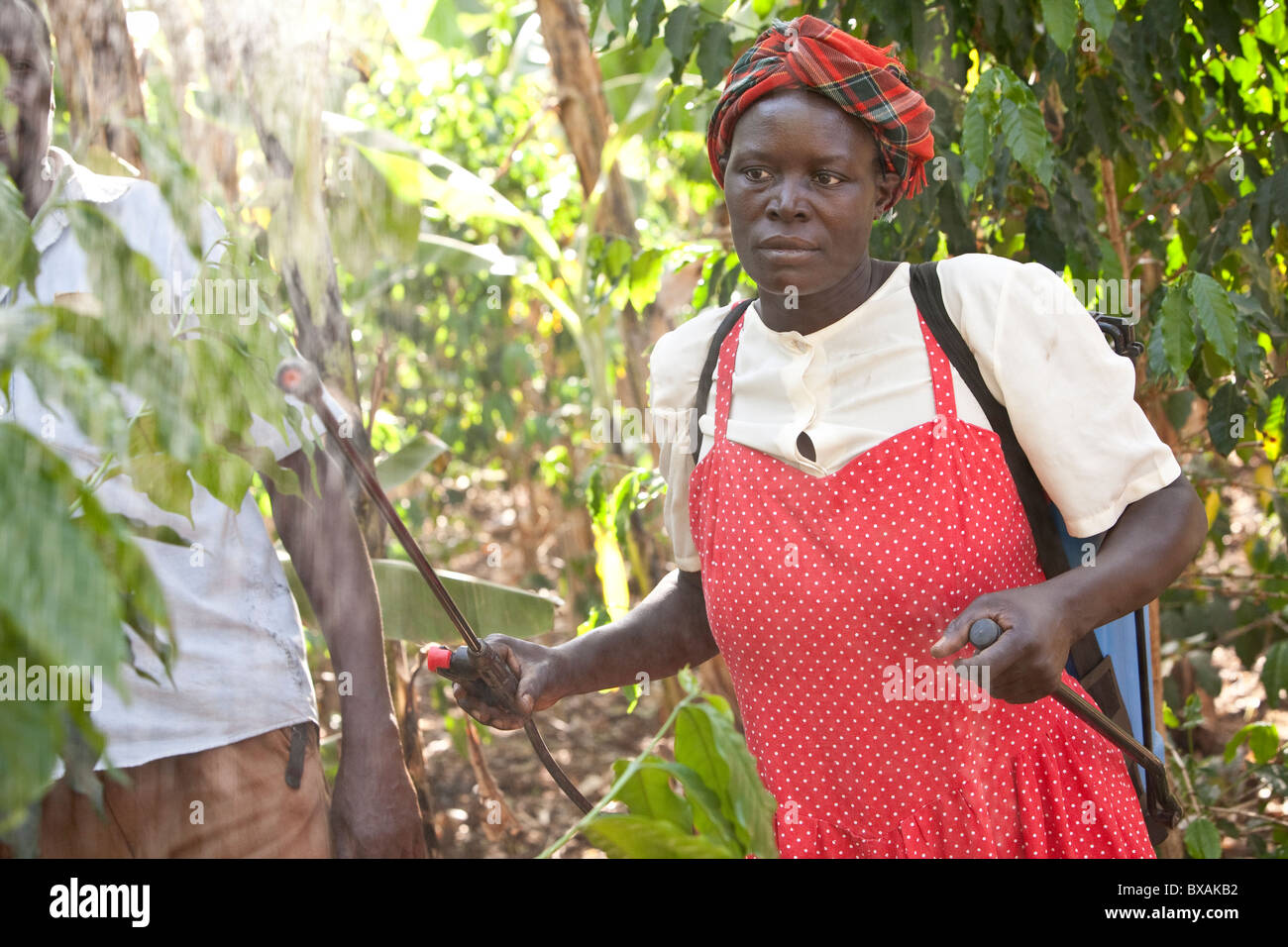 A woman sprays insecticide on her coffee trees in Buwanyanga Village - Sironko, Eastern Uganda, East Africa. Stock Photo