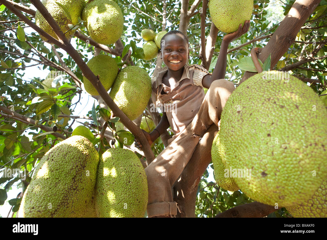 A boy climbs up a jackfruit tree in Buwanyanga Village - Sironko, Eastern Uganda, East Africa. Stock Photo