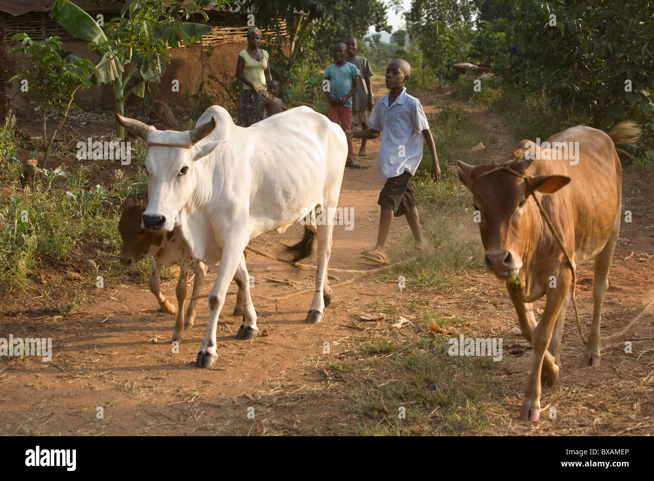 A boy herds cattle in Igamba village, Iganga District, Eastern Uganda, East Africa. Stock Photo