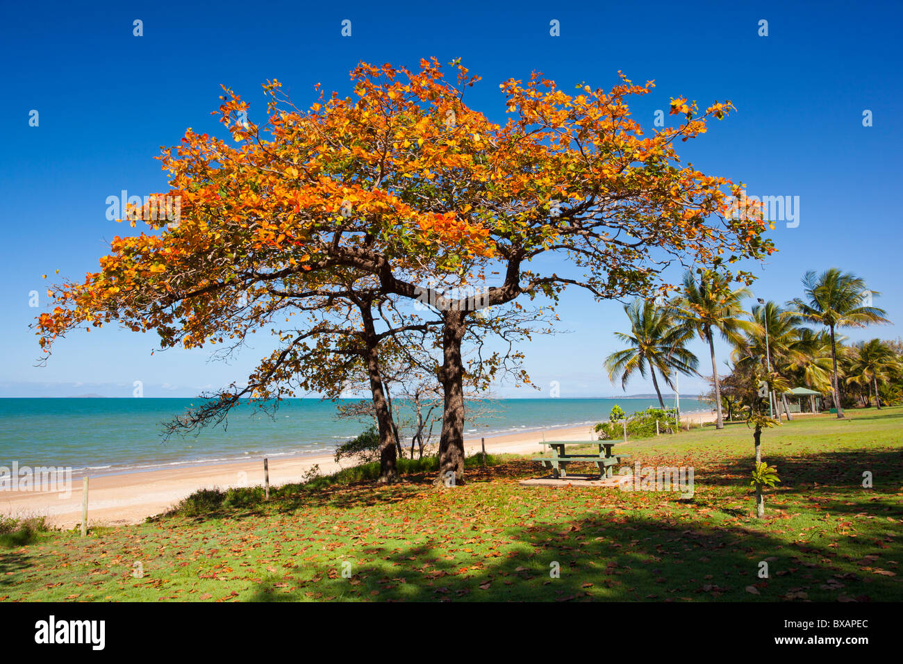 Brilliant colours of a deciduous tropical tree at Balgal Beach near Rollingstone, Townsville, Queensland Stock Photo