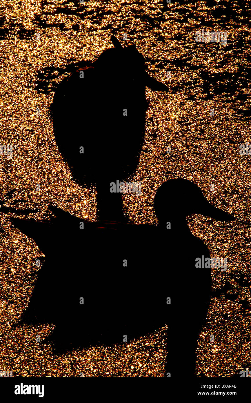 Duck in silhouette hi-res stock photography and images - Alamy