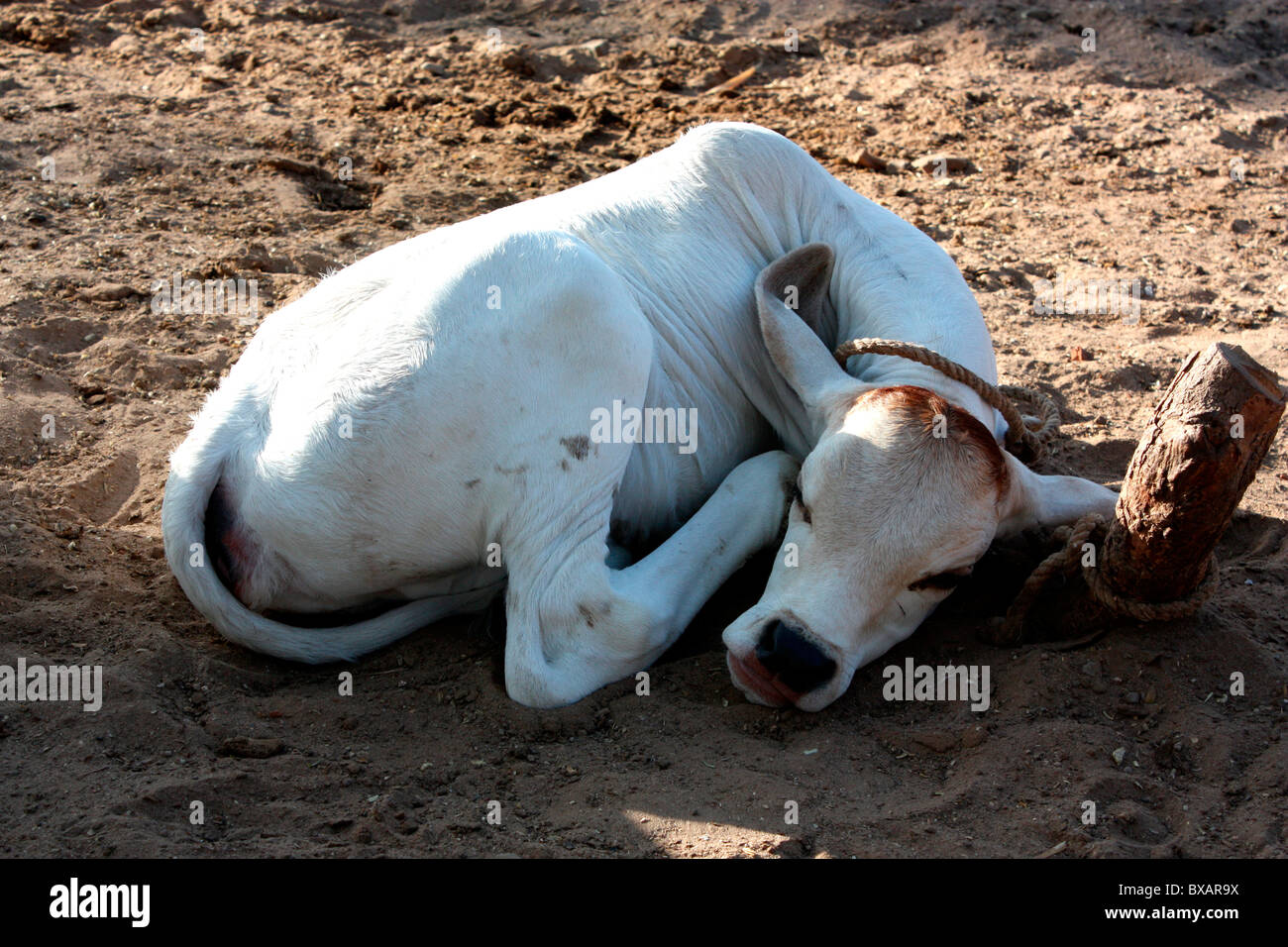 Sleeping cow hires stock photography and images Alamy