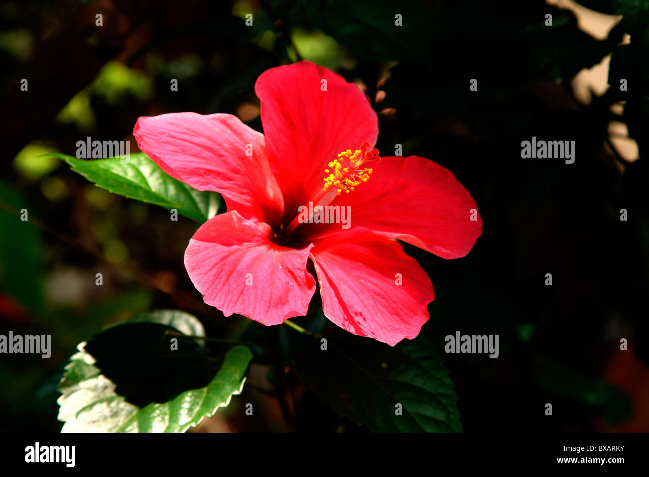 Hibiscus Stock Photo