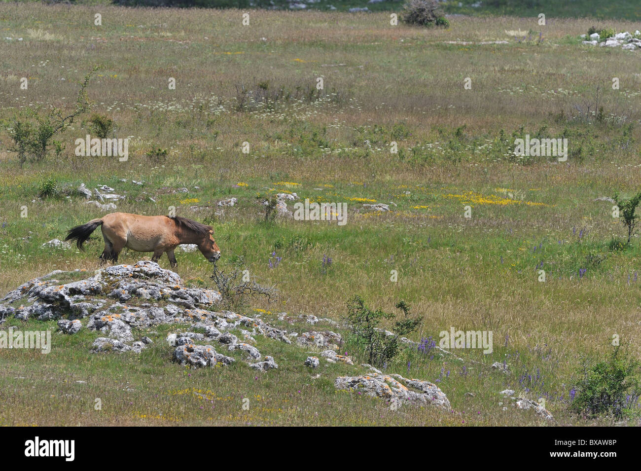 Przewalski horse - Mongolian wild horse (Equus przewalskii) stallion grazing on the Causse Méjean in summer - Cevennes - France Stock Photo