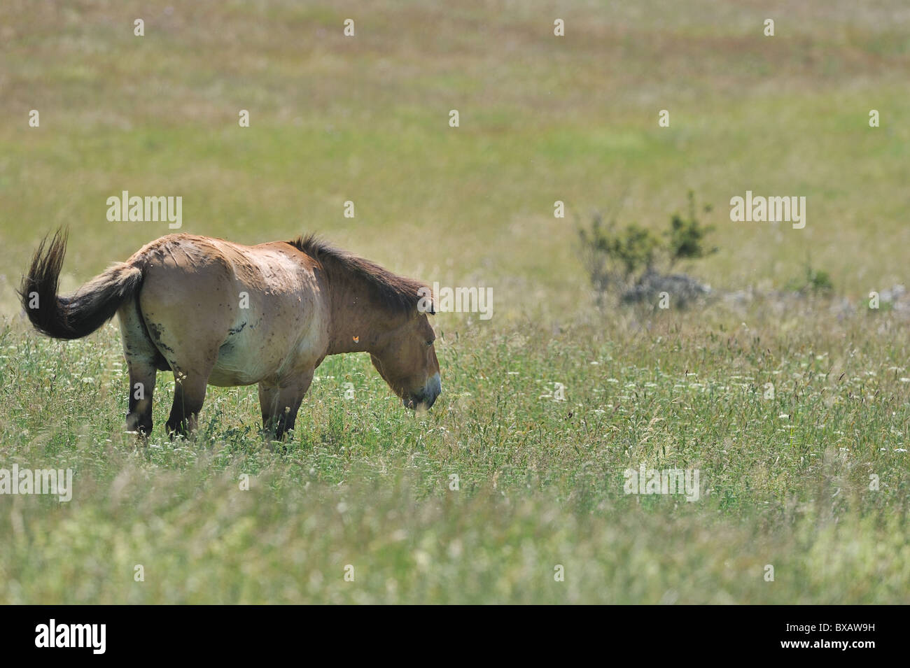 Przewalski horse - Mongolian wild horse (Equus przewalskii) stallion grazing on the Causse Méjean in summer - Cevennes - France Stock Photo