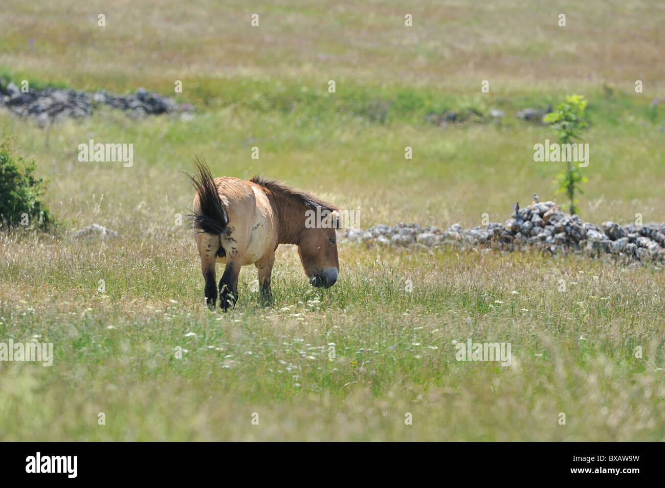 Przewalski horse - Mongolian wild horse (Equus przewalskii) stallion grazing on the Causse Méjean in summer - Cevennes - France Stock Photo