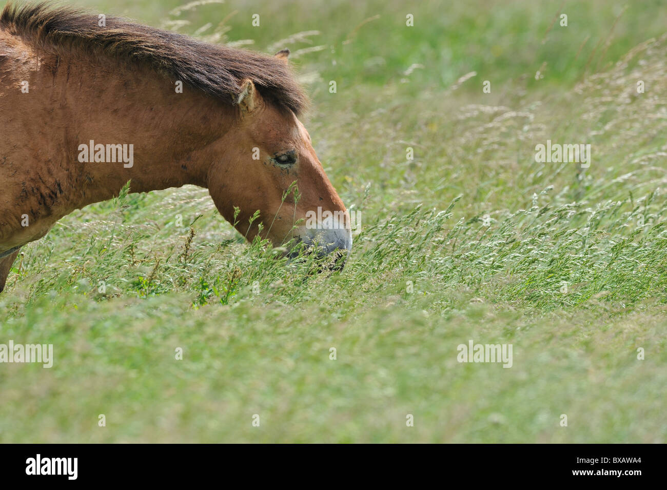 Przewalski horse - Mongolian wild horse (Equus przewalskii) stallion grazing on the Causse Méjean in summer - Cevennes - France Stock Photo