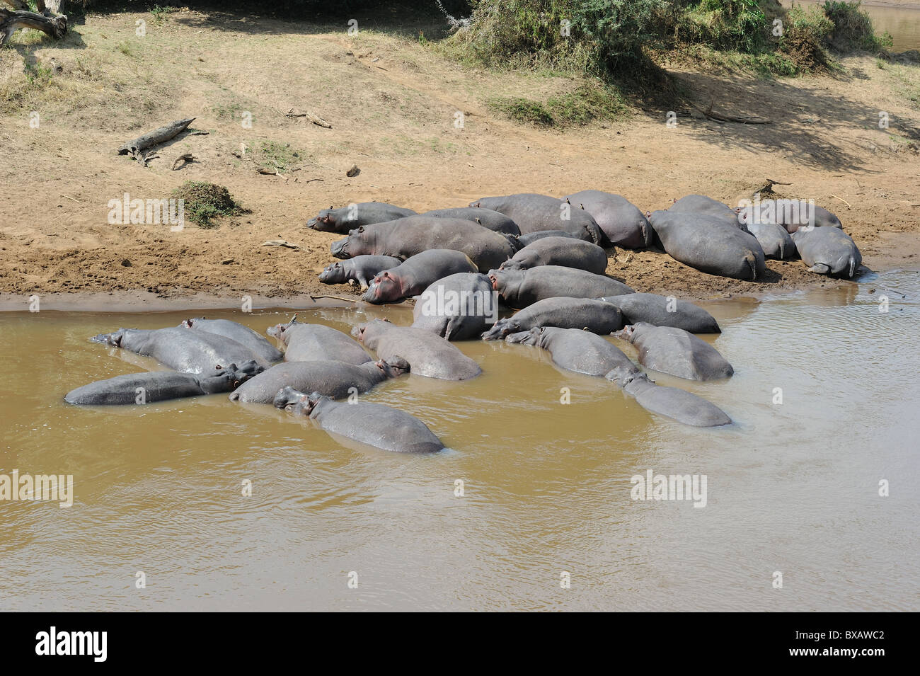 Hippopotamus - Hippo (Hippopotamus amphibius) group resting on the bank of Mara river - Maasai Mara - Kenya - East Africa Stock Photo