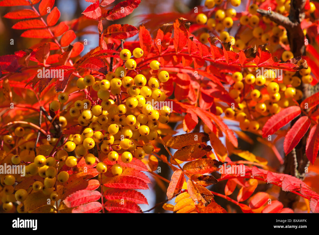 Yellow Rowan tree in Autumn, Fife, Scotland, August 2010 Stock Photo