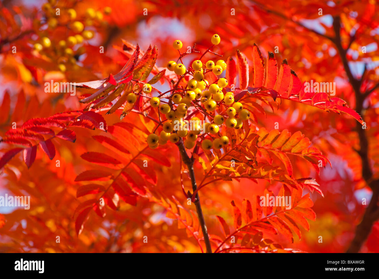 Yellow Rowan tree in Autumn, Fife, Scotland, August 2010 Stock Photo