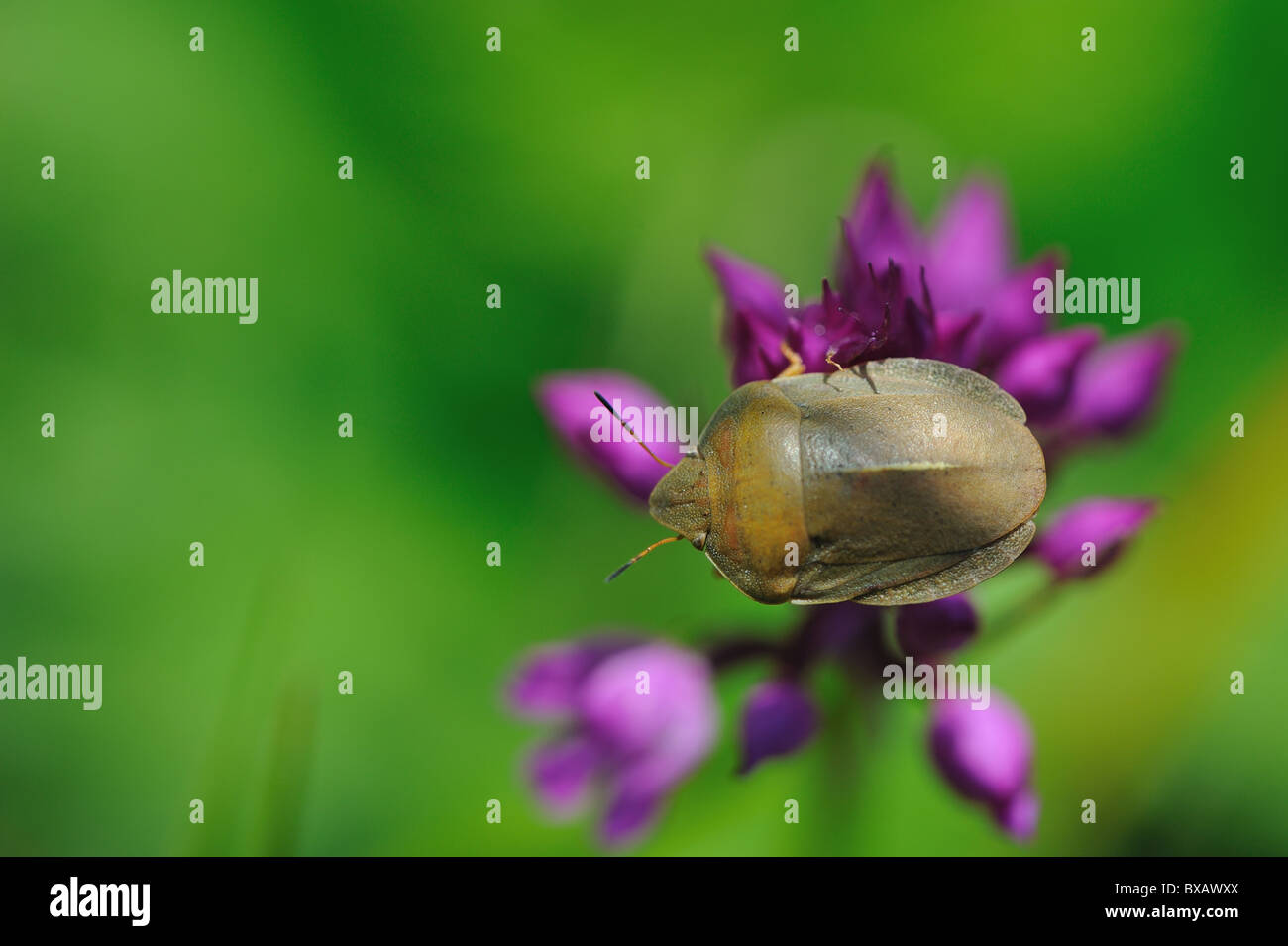 Wheat bug - Shield bug (Eurygaster austriaca) on wild orchid in summer - Cevennes - France Stock Photo