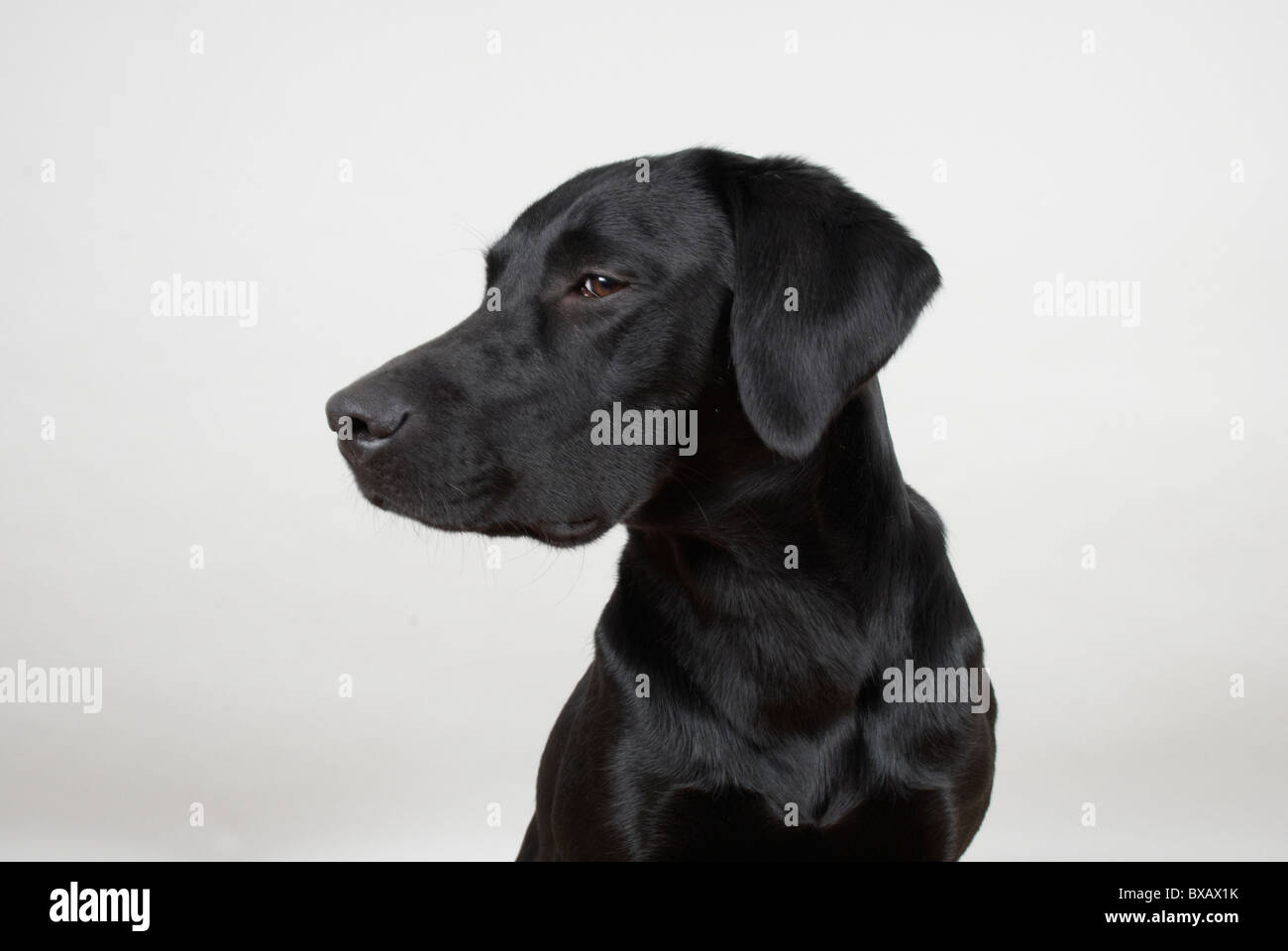 1 year old black Labrador retriever Stock Photo Alamy
