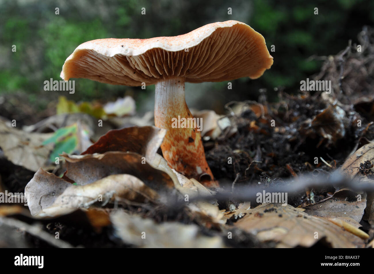 Beautiful brown mushroom in late autumn Stock Photo